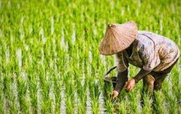 Sustainable Rice Platform